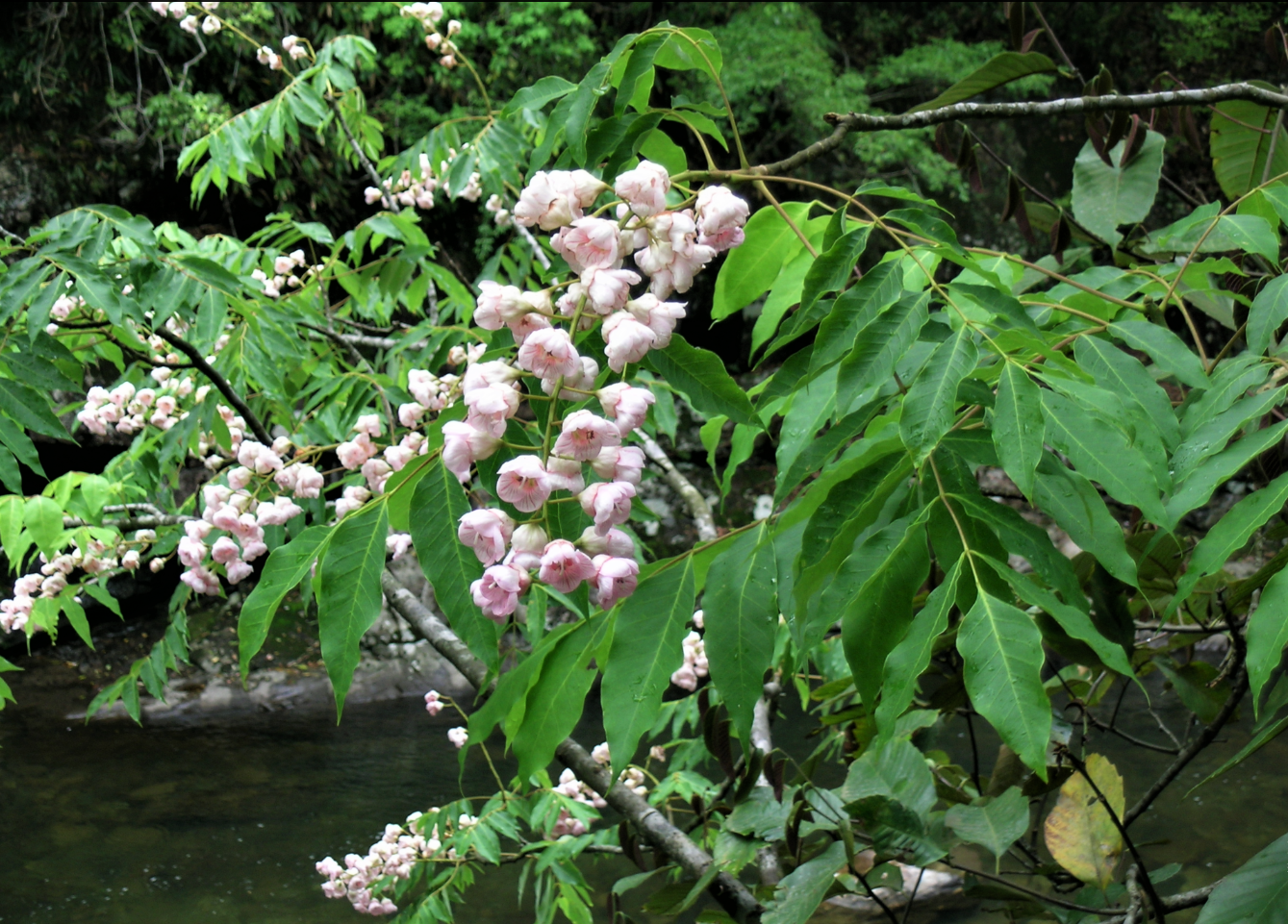伯樂(lè)樹(shù)